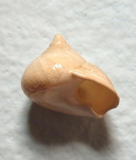 Proneritula westerlundi